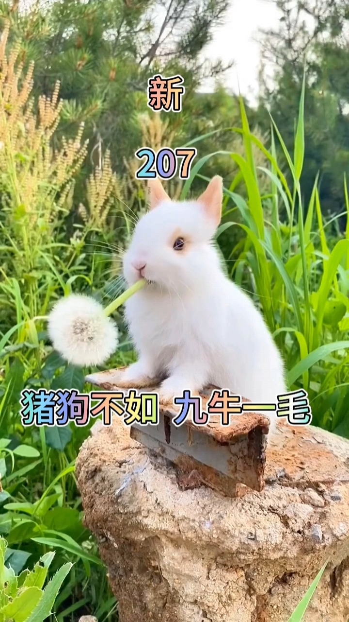 今晚有雨,猪狗不如