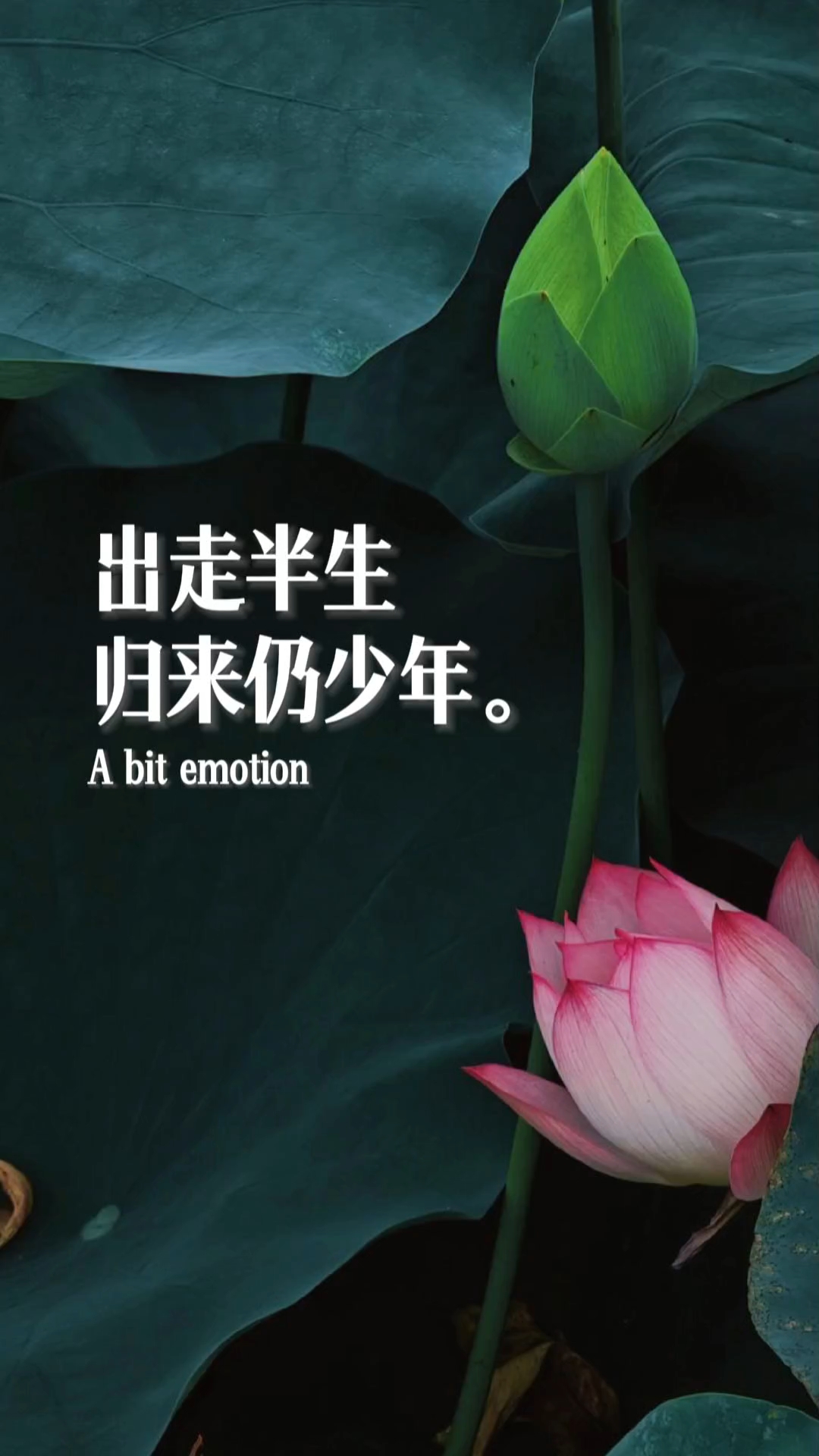 出走半生,归来仍少年