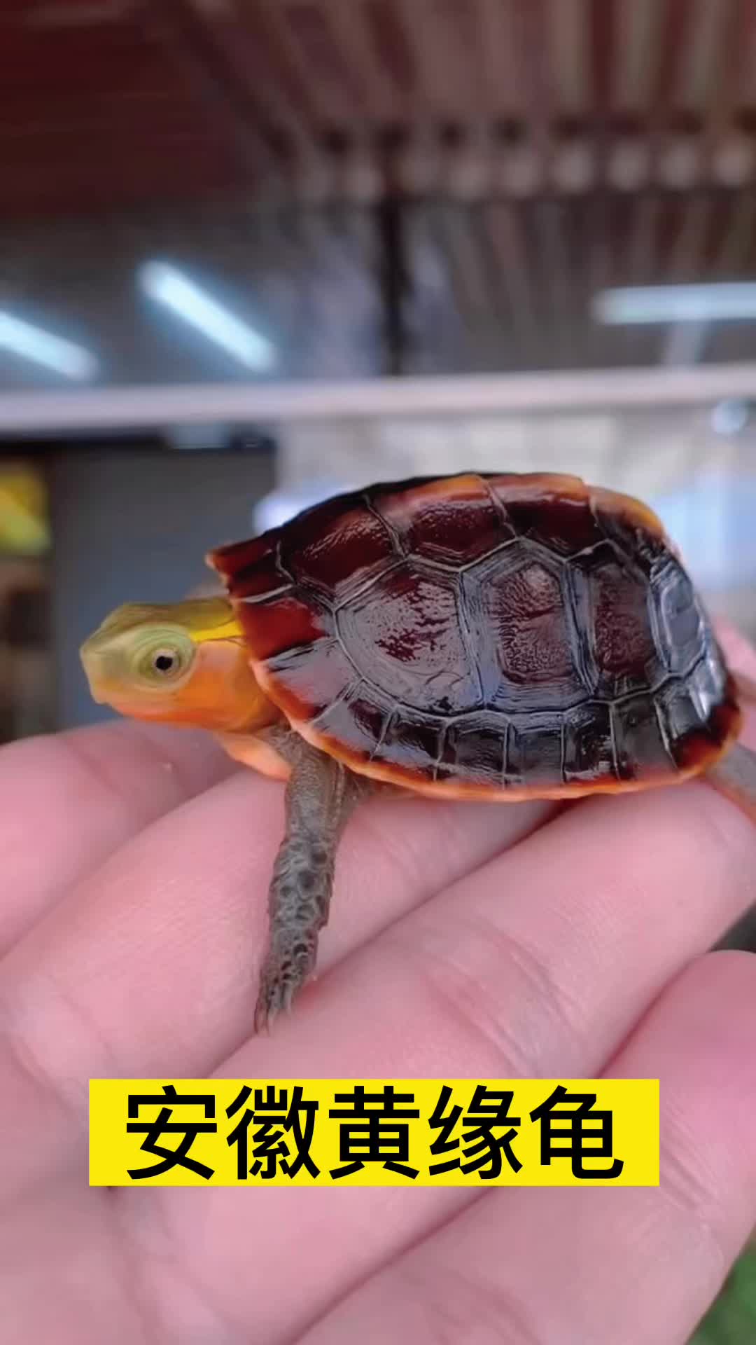 安缘龟出眠啦,体型高背饱满色泽红润