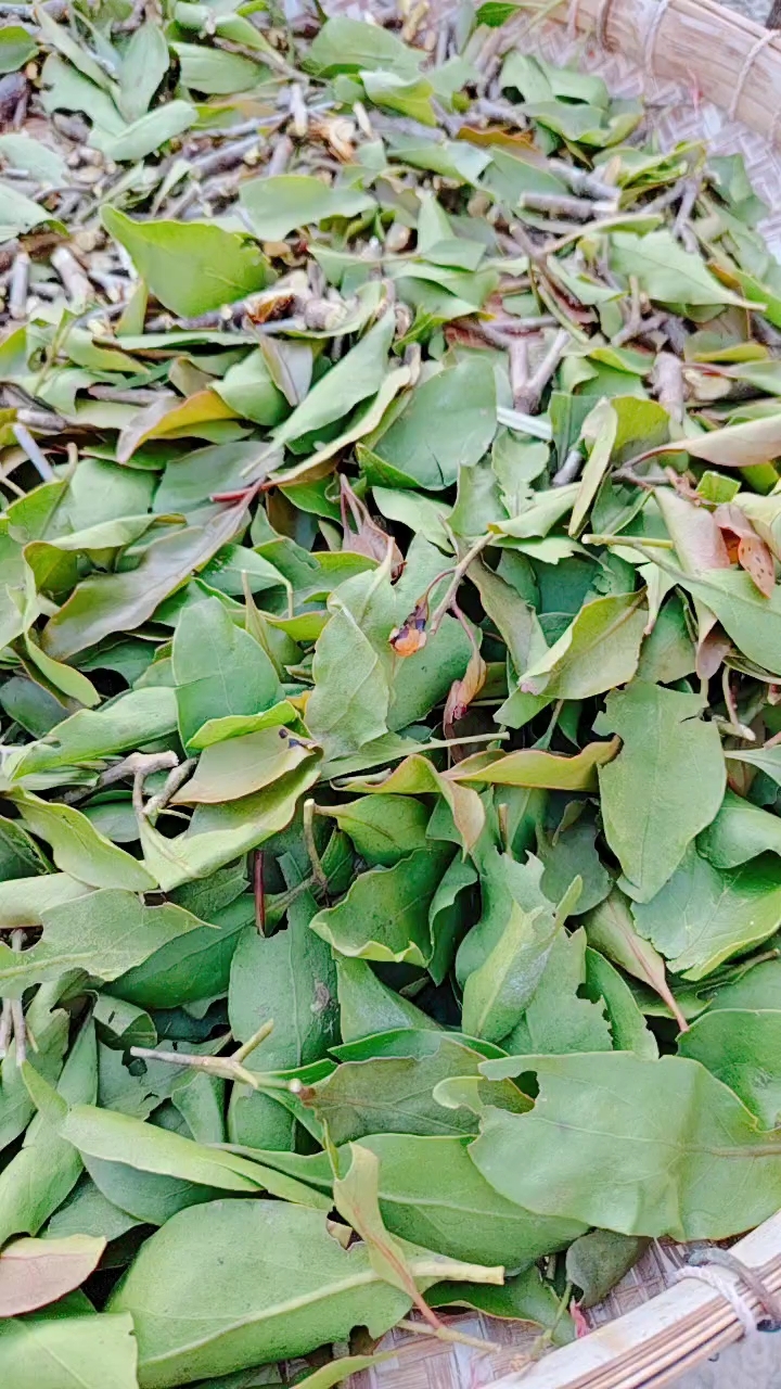 黄牛木寄生,有什么作用?