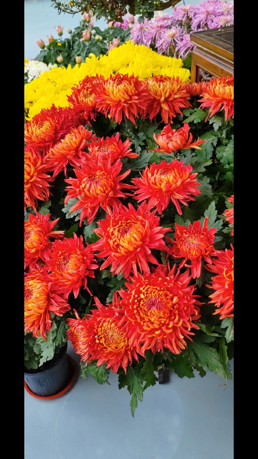 纤纤花芳傲霜菊,五彩缤纷淡香怡.花枝招展朵朵艳,恰似少女亭亭