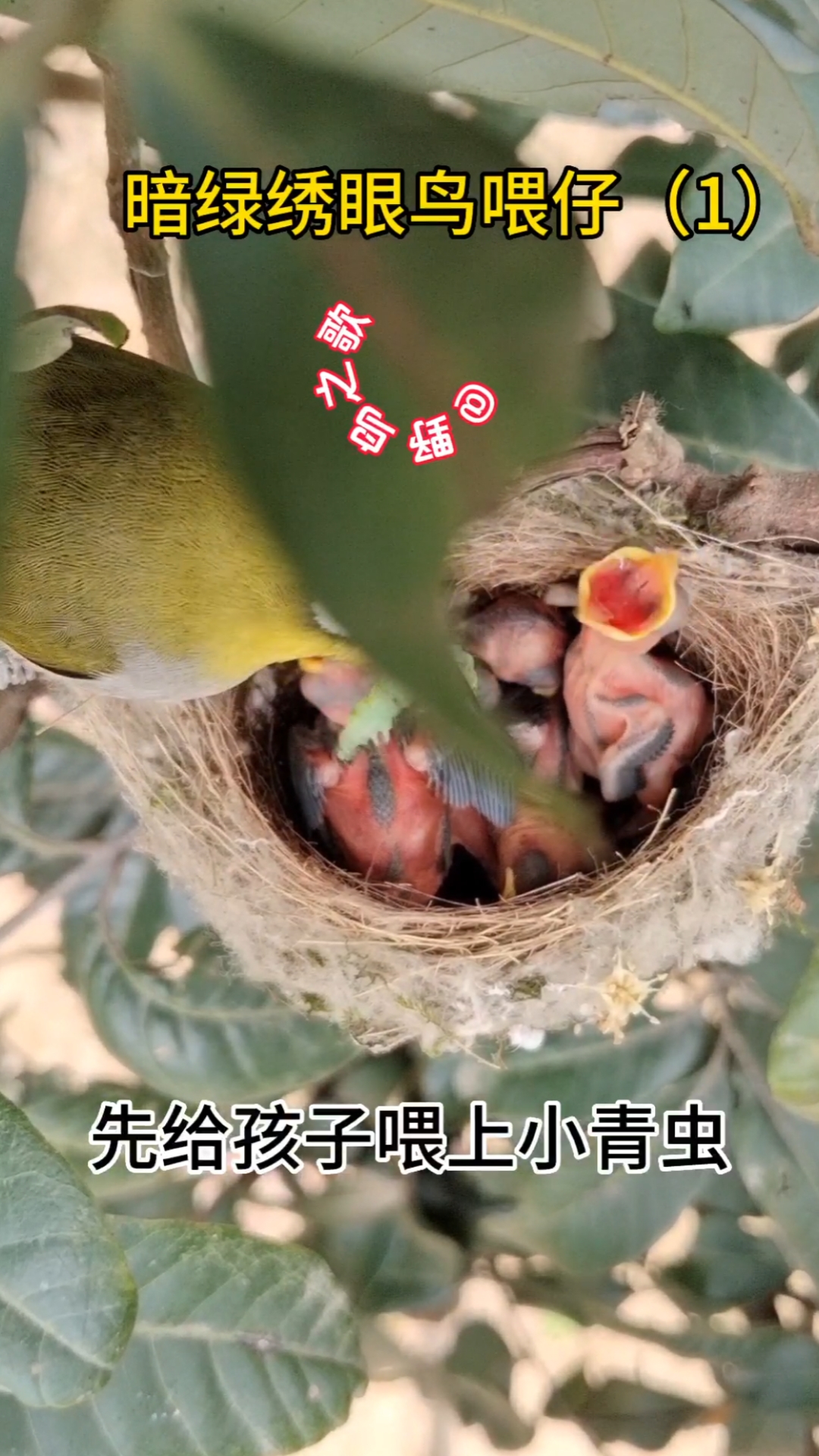 记录龙眼树上的一窝绣眼鸟成长