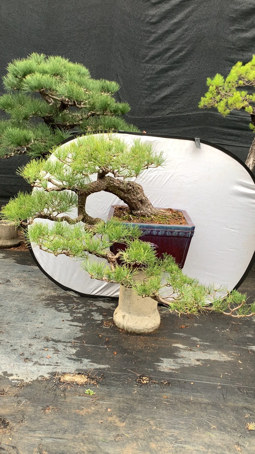 捞月型黑松盆景