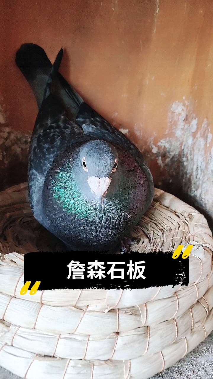 苏北现役种公詹森石板种鸽信鸽