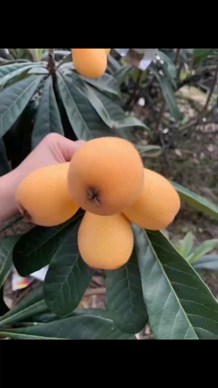 枇杷——春季时令果品!