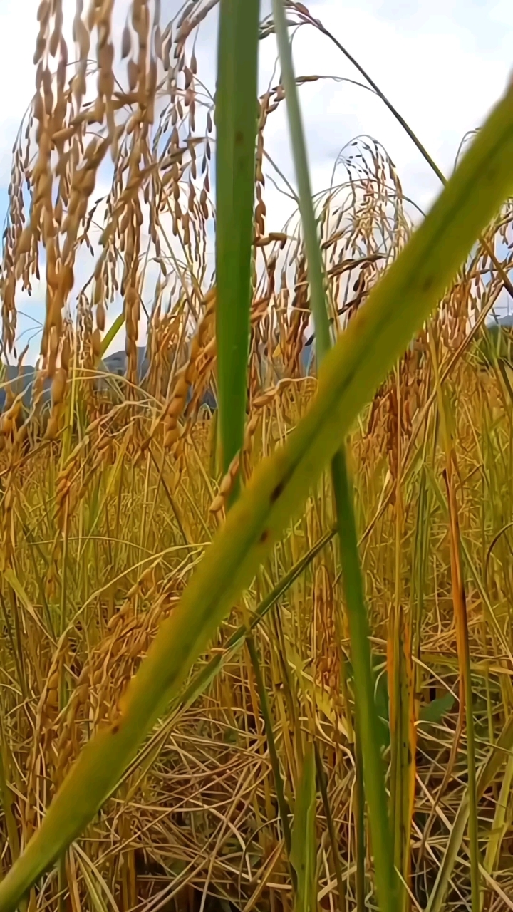 种在山上的"水稻",它是旱稻!