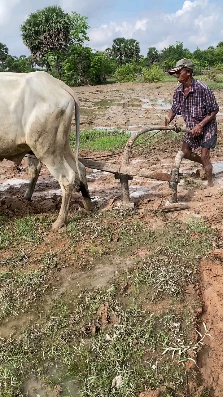 2头牛拉犁,这场面很多人没见过!