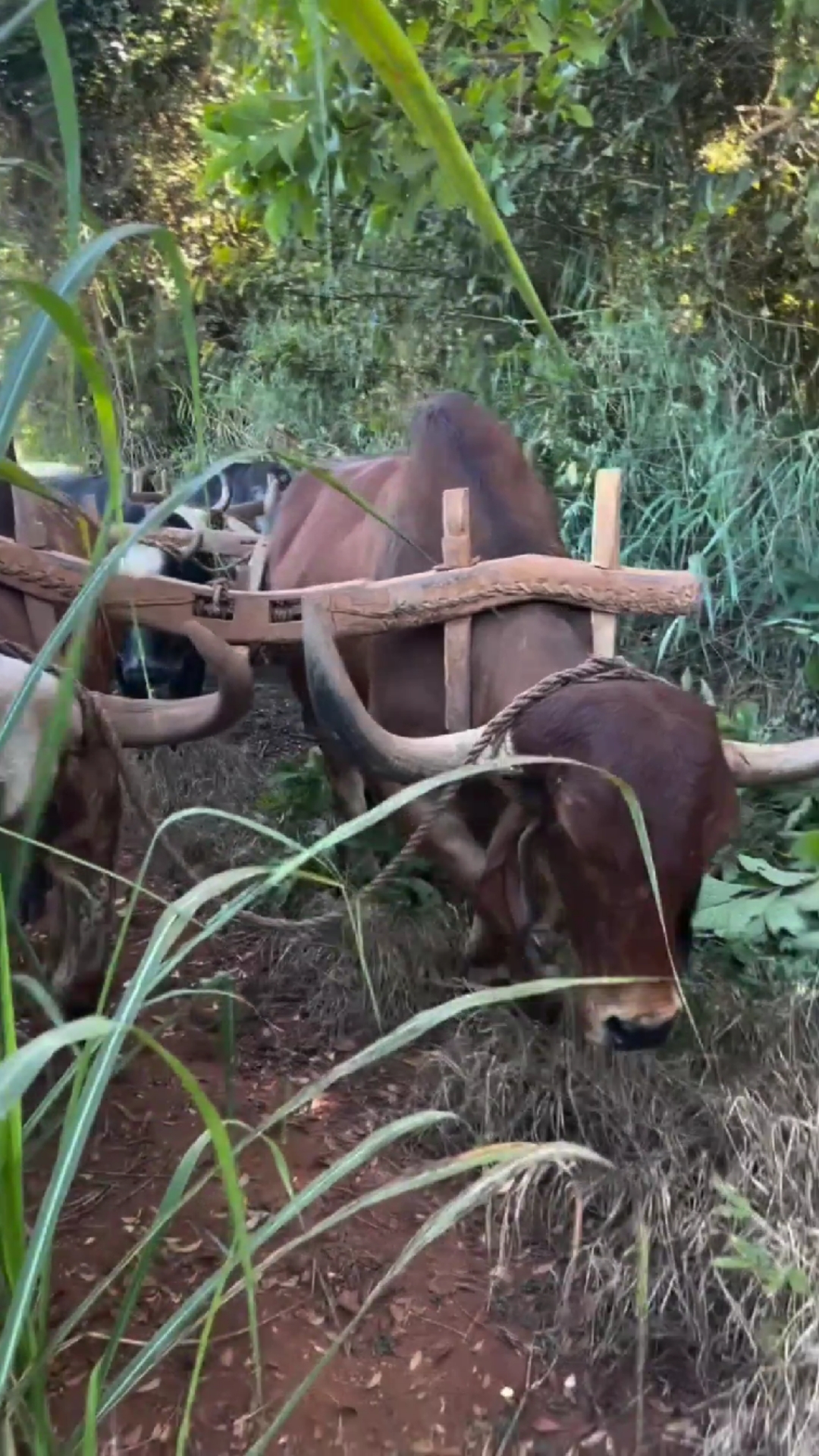 8头牛拉车,猜猜装的啥货?