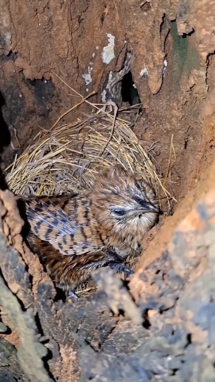 树洞里有个鸟窝,这又是啥鸟?