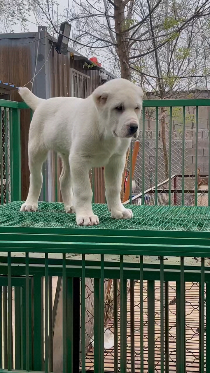 给你看看什么是限量版的犬,一等中的极品中亚牧羊犬