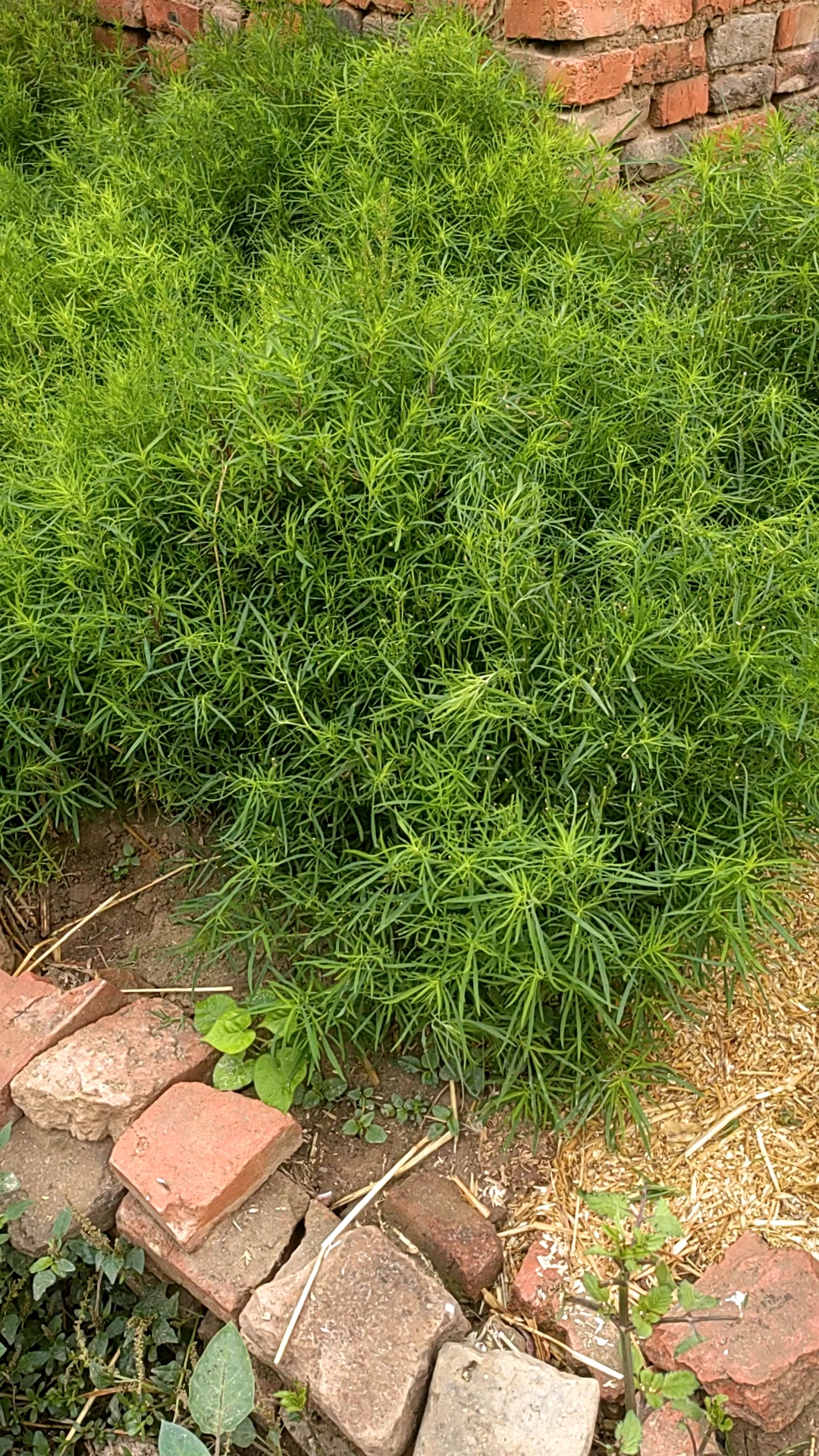 农村老家地栽扫帚苗