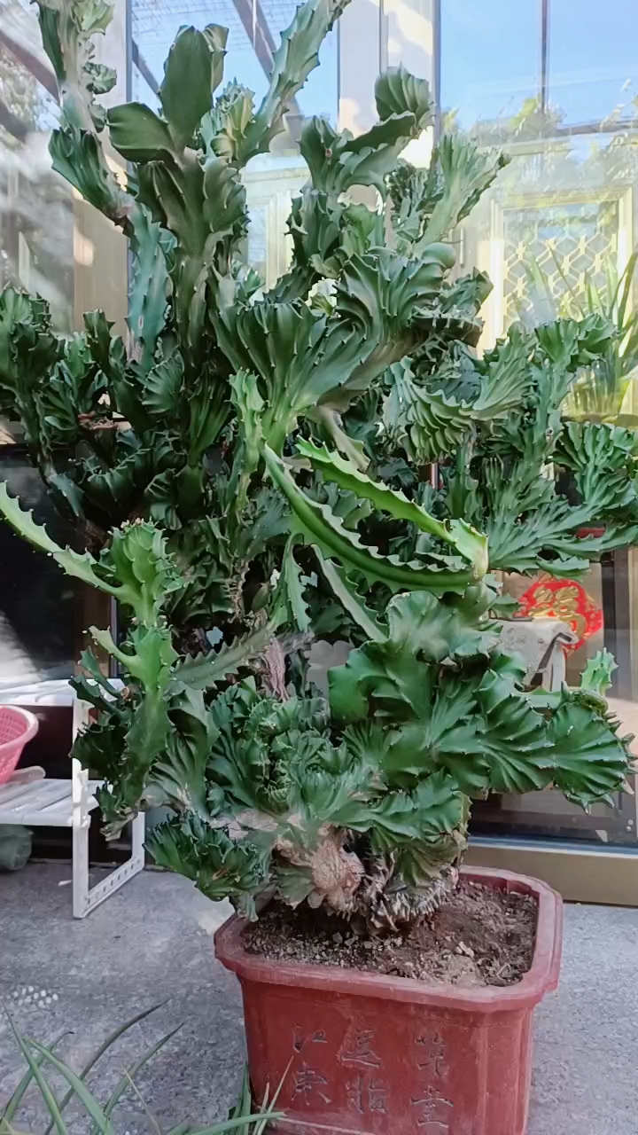 二十多年的老种玉麒麟,有喜欢的人吗?(高1.5米左右)