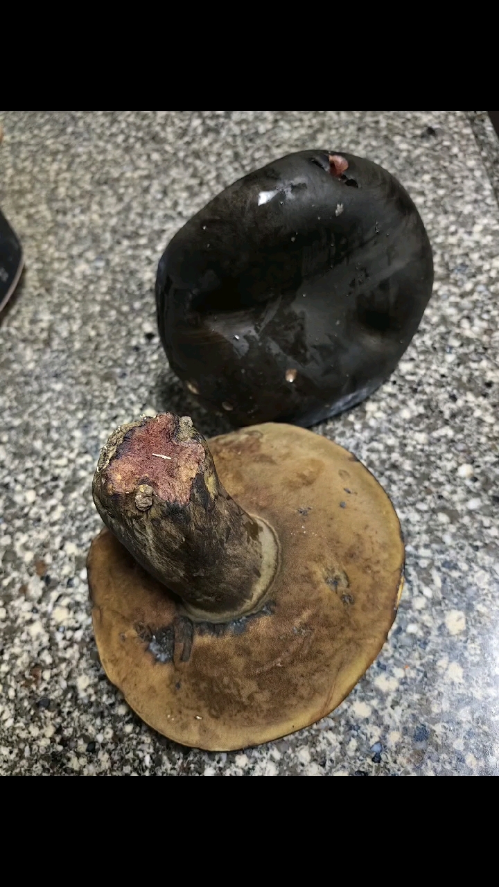 菌菇较大,稍硬,菌盖18cm,有腐草味.有认识的吗?