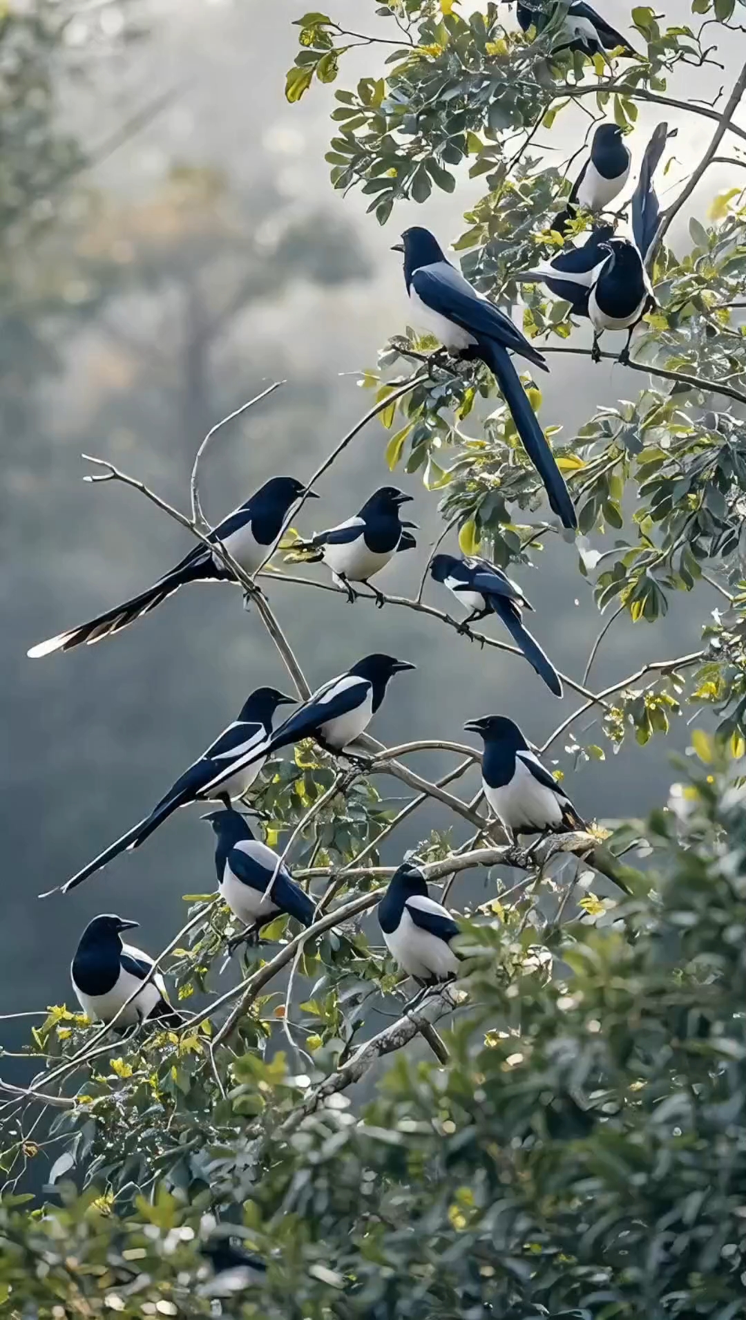 喜鹊跃枝头, 好运连连到.