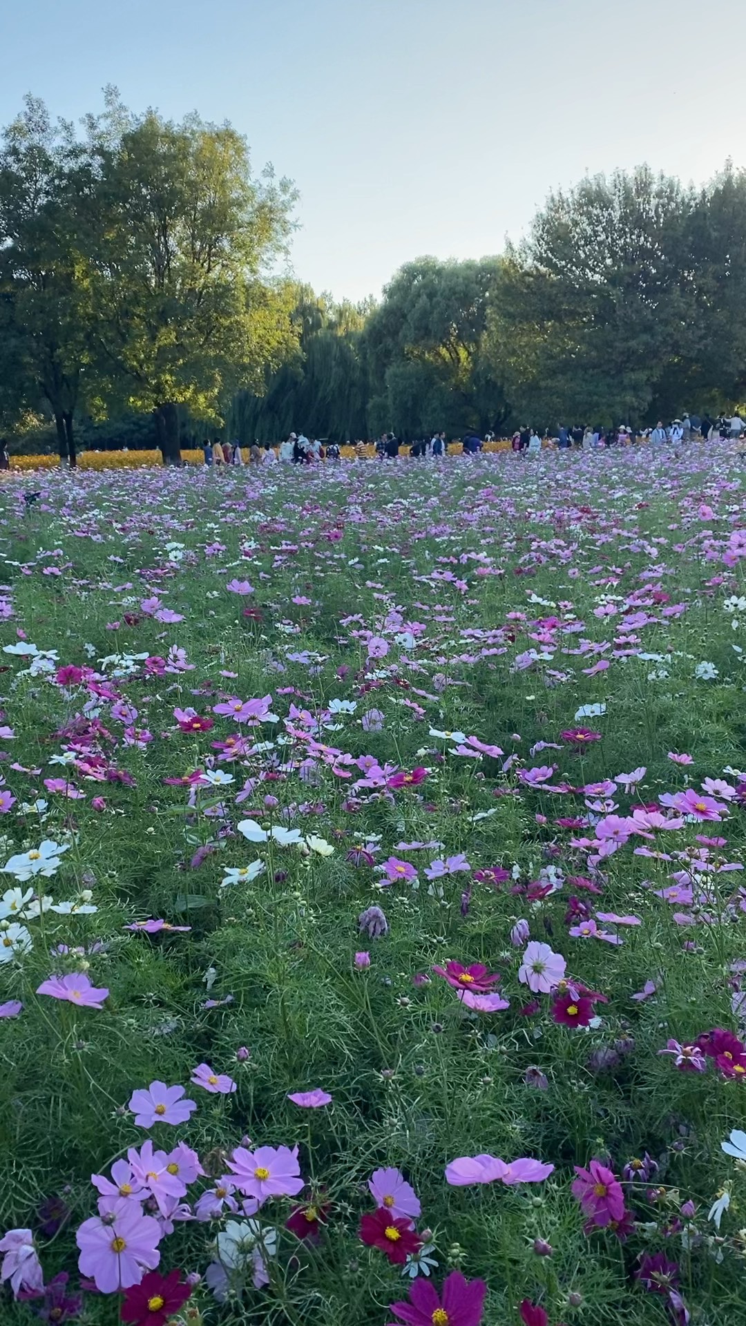 东莞格桑花花海图片