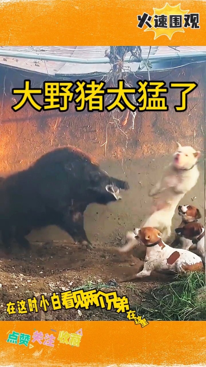 凶猛公野猪王图片图片