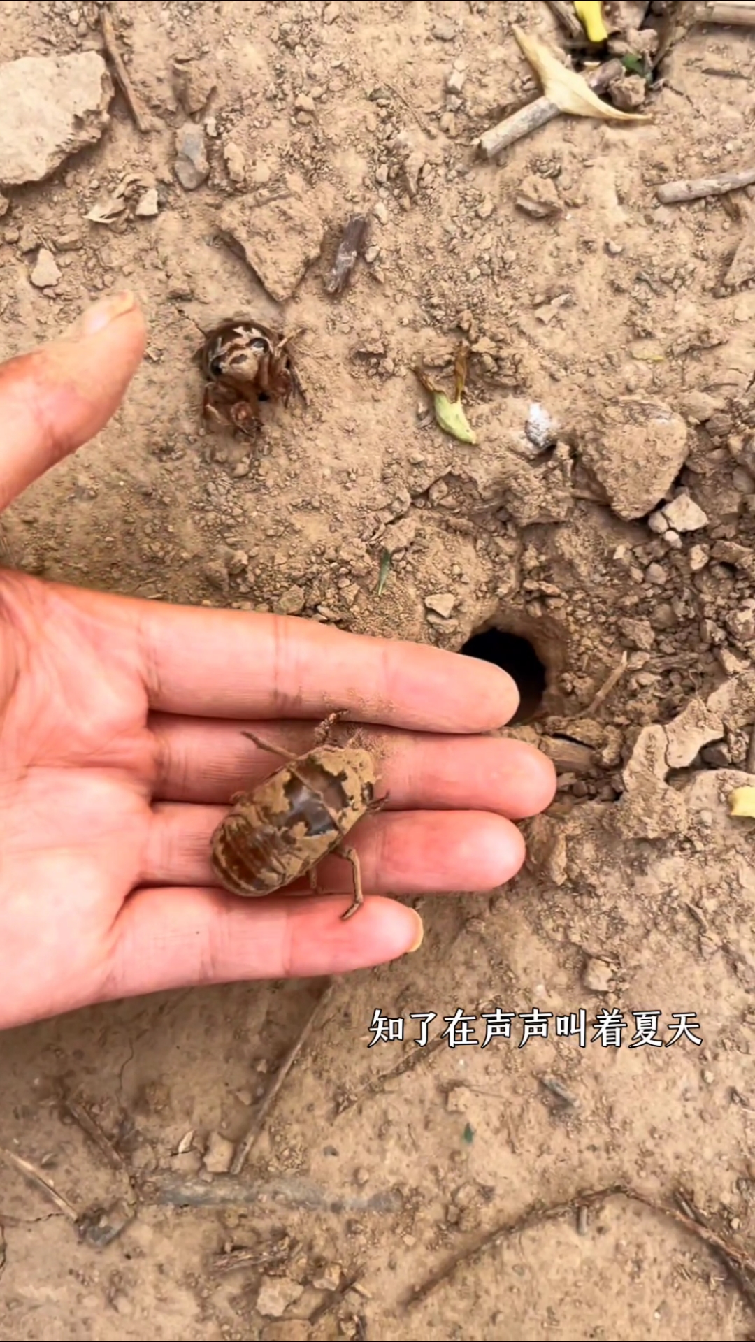 小时候一到夏天,最盼着去捉知了猴