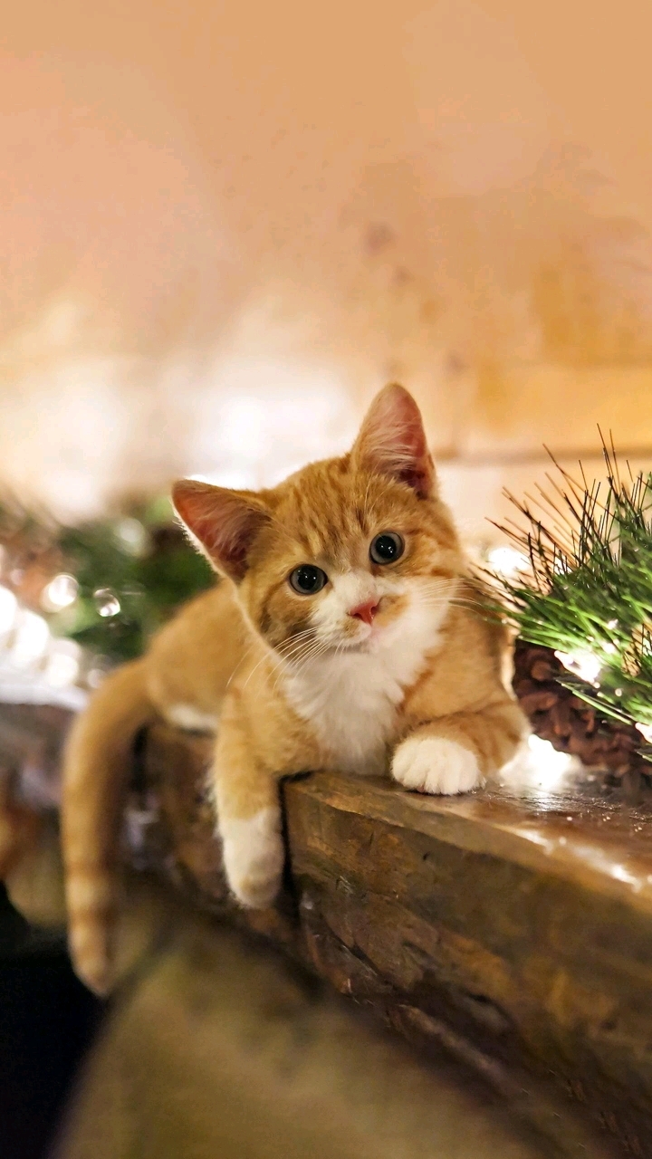 可爱的猫咪,不一样的感觉