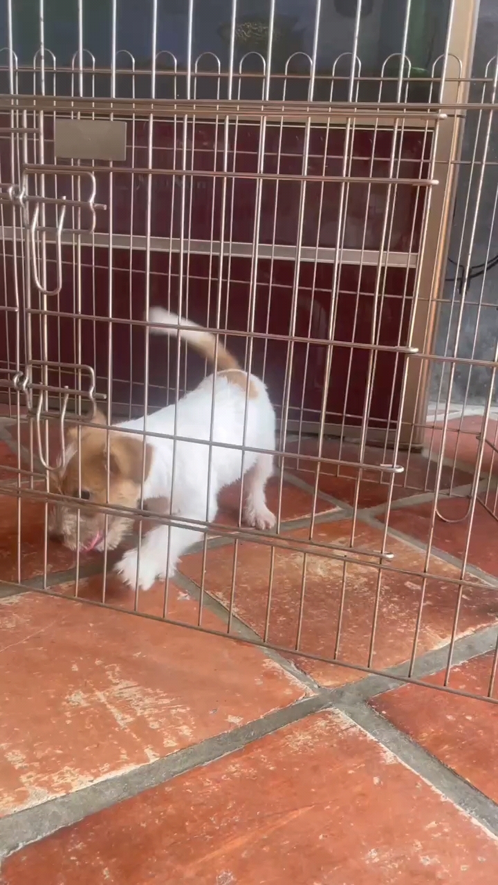 杰克罗素梗小公出售