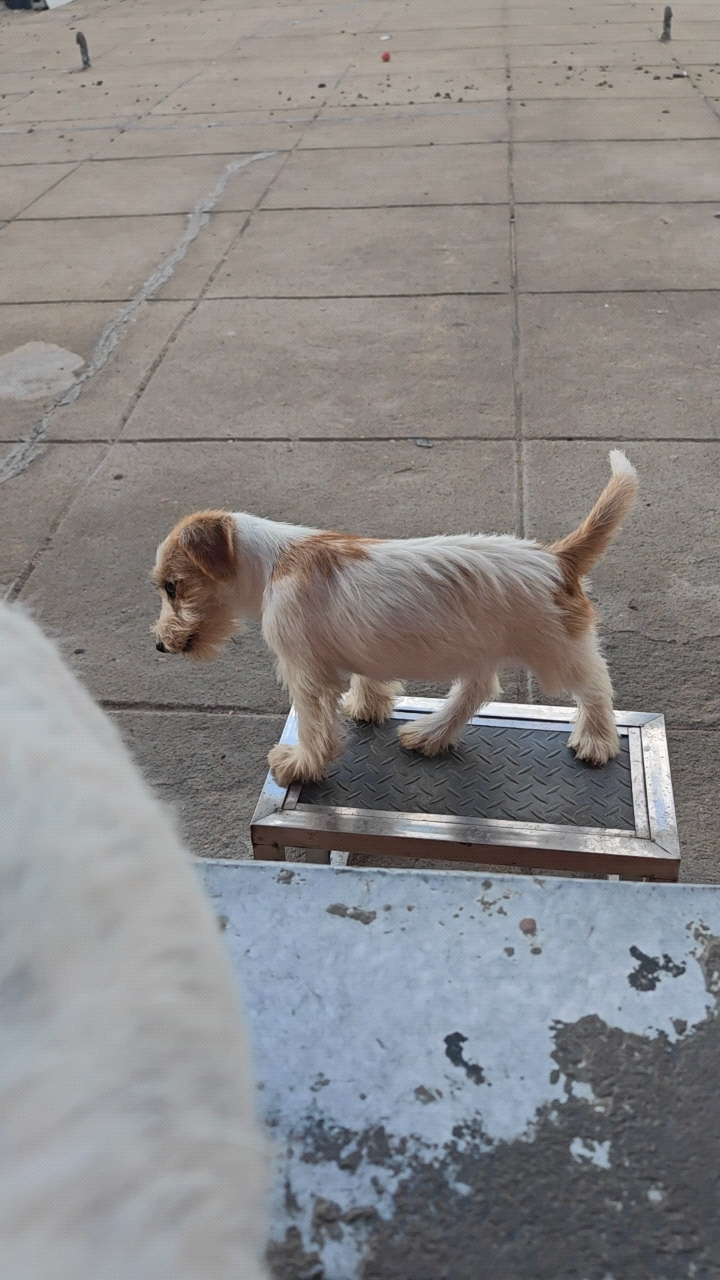 出售,杰克罗素梗小公