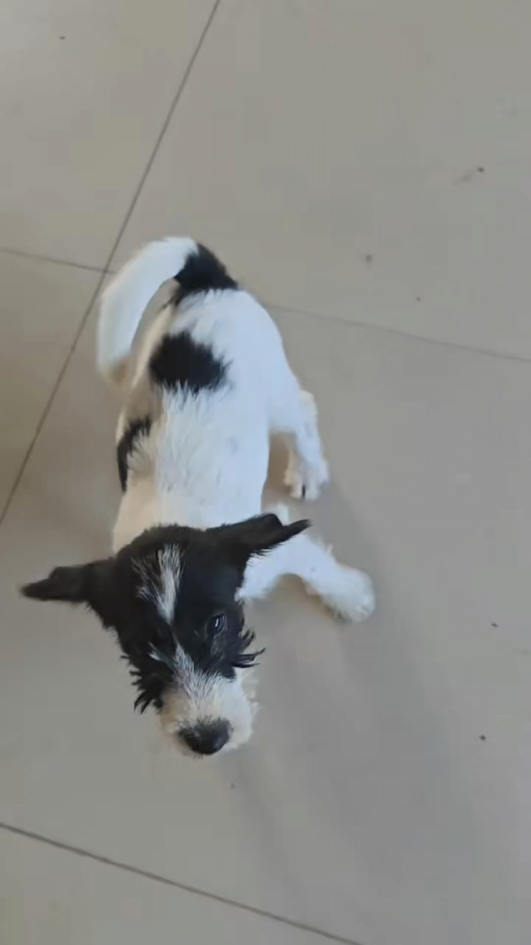 杰克罗素梗小公出售