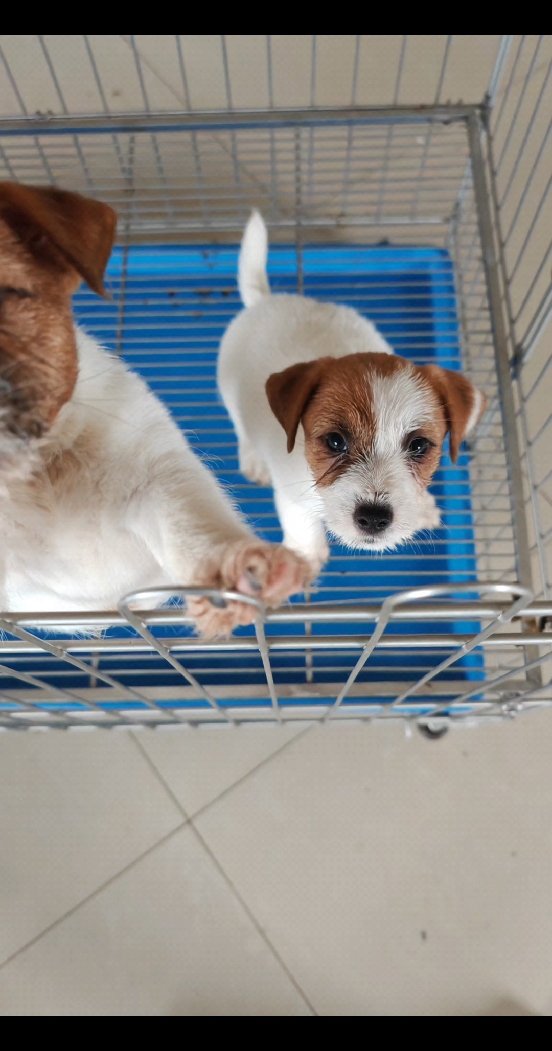 杰克罗素梗刚毛杰克罗素梗