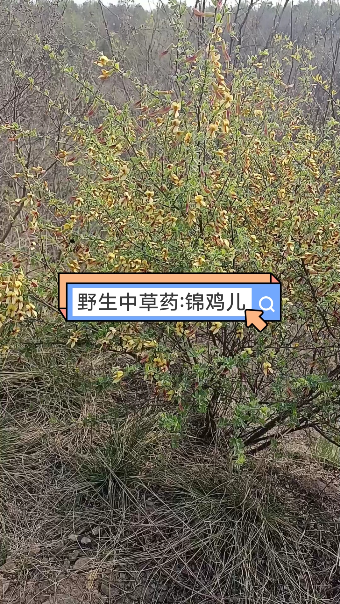 一个用鸡名的野生中草药:锦鸡儿,功效:健脾益肾,和血怯风