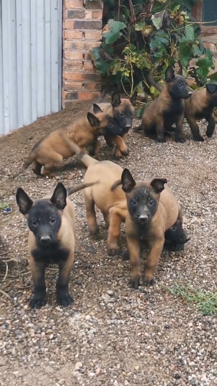 两个多月黑脸马犬,爆头小耳,黑胸,这一窝生了12只
