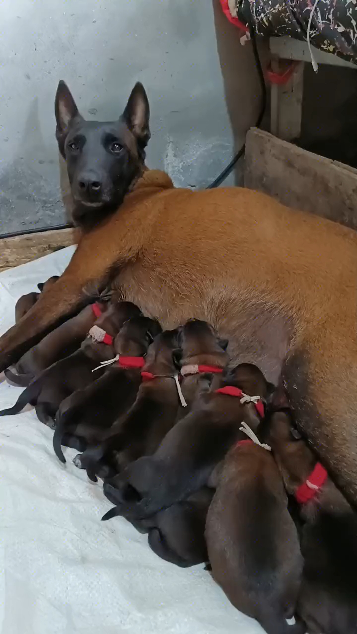 出生四天的小马犬,非常漂亮