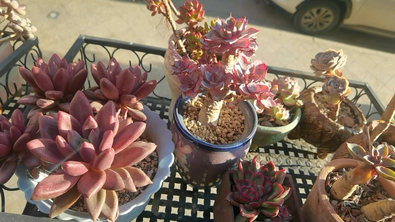 晨光下的多肉傲然绽放