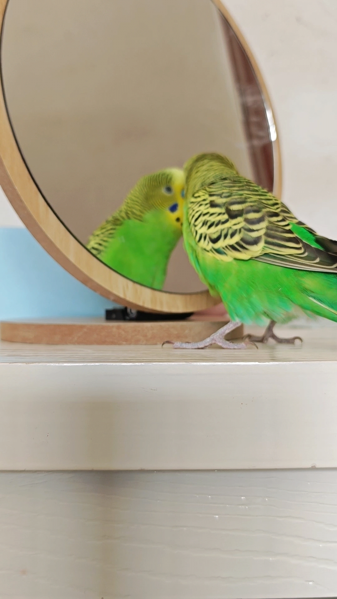 虎皮鹦鹉,绿宝对着镜子练习说话