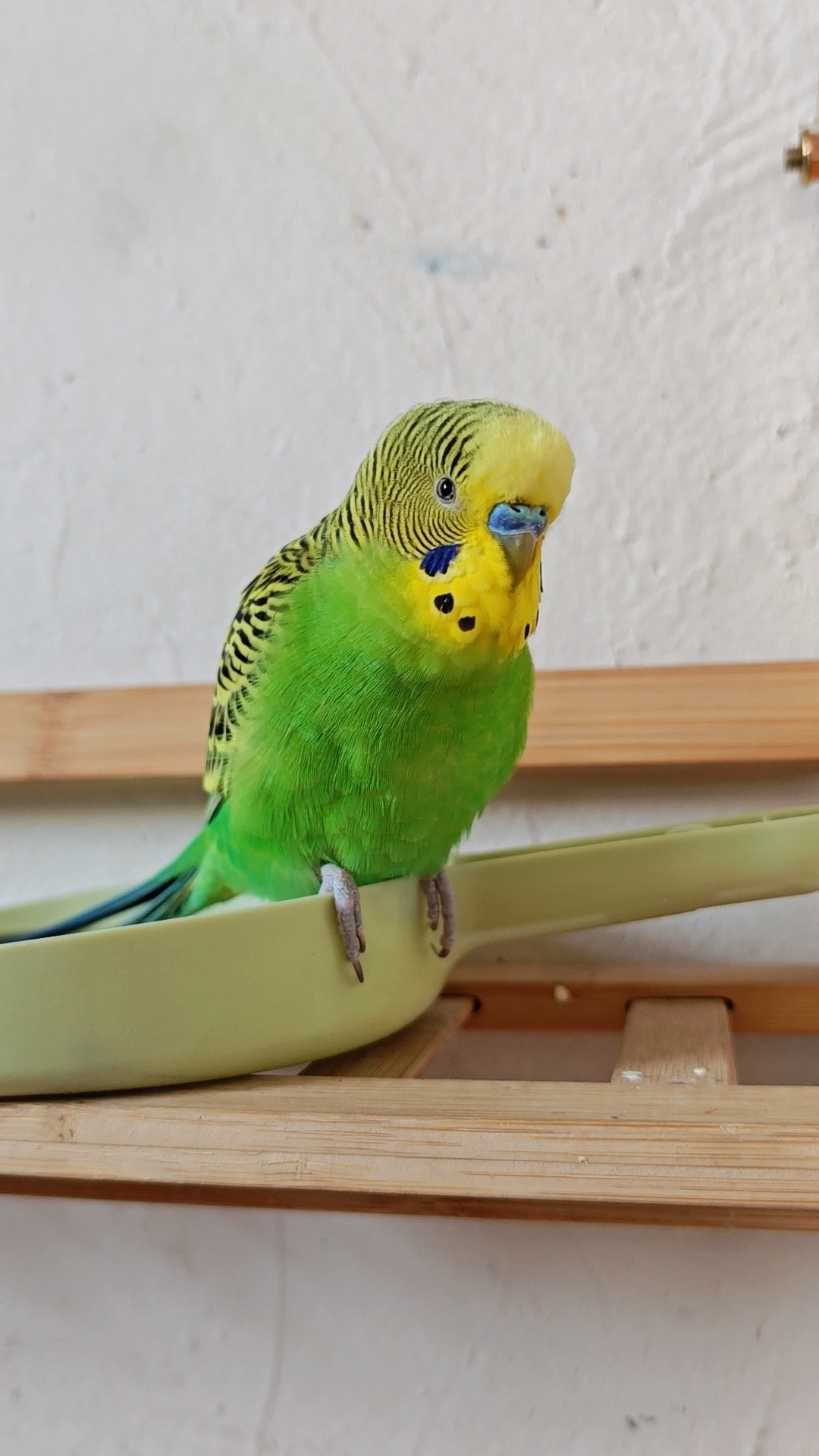 虎皮鹦鹉好好地说话,忽然喳喳鸟叫,耳朵都麻了