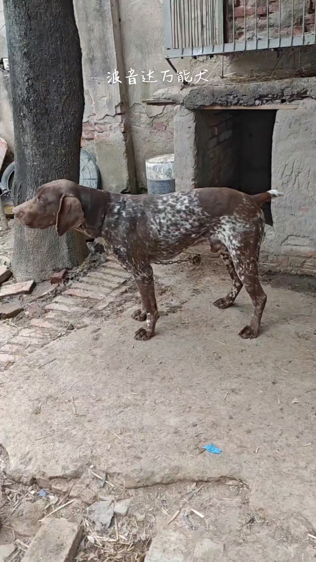 德国波音达犬,狗界通称天花板,花色