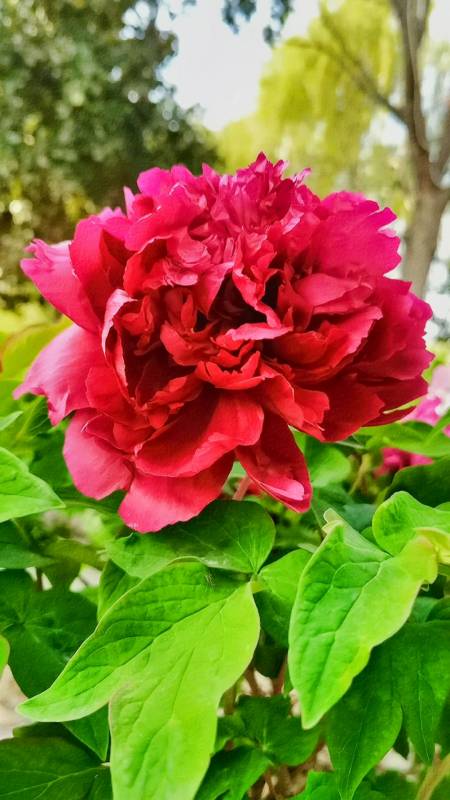 再来认识一个黑色品种乌金耀辉-度小视