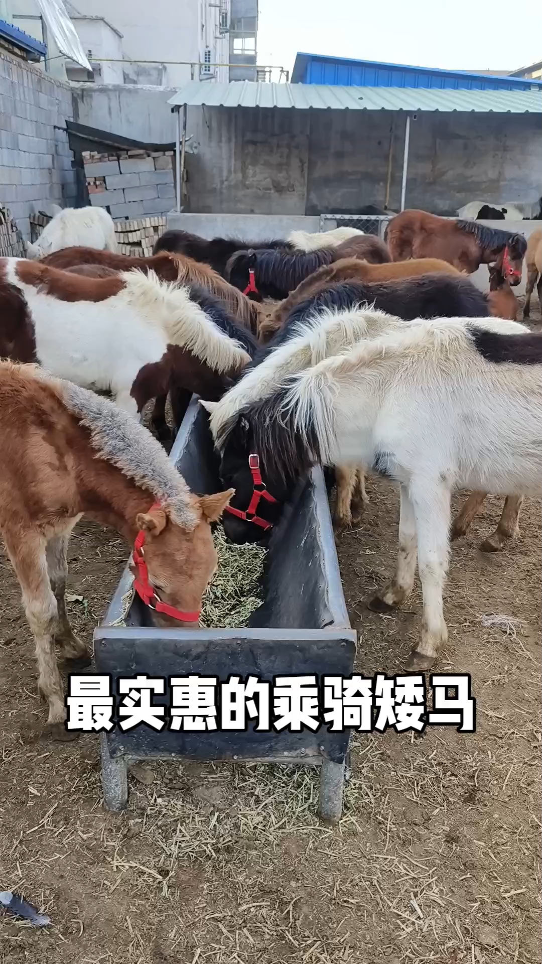 铲骑矮马图片