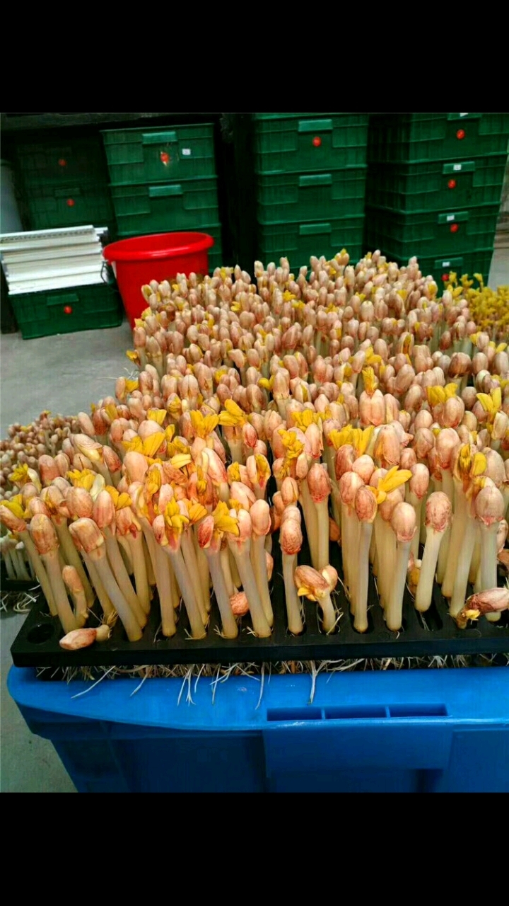 花生芽的食用方法有很多,比如可以凉拌,煎炒,火锅等,味道极佳-度小视