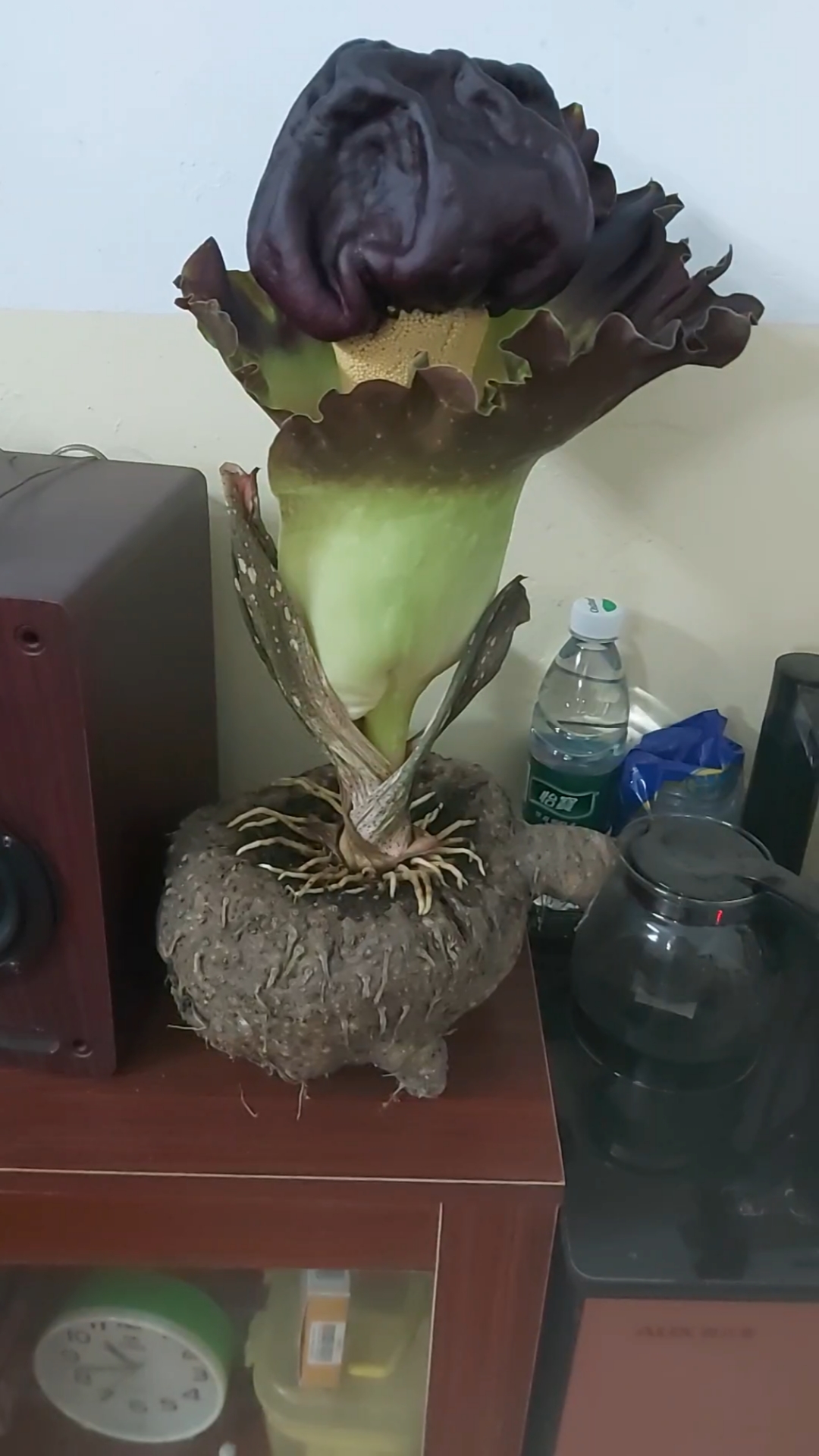 难道一见,种了3年的魔芋开花了