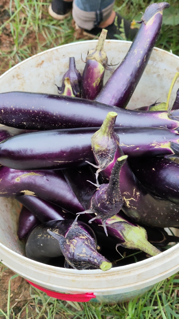 这才是家庭种菜该有的样子,秋茄子爆棚