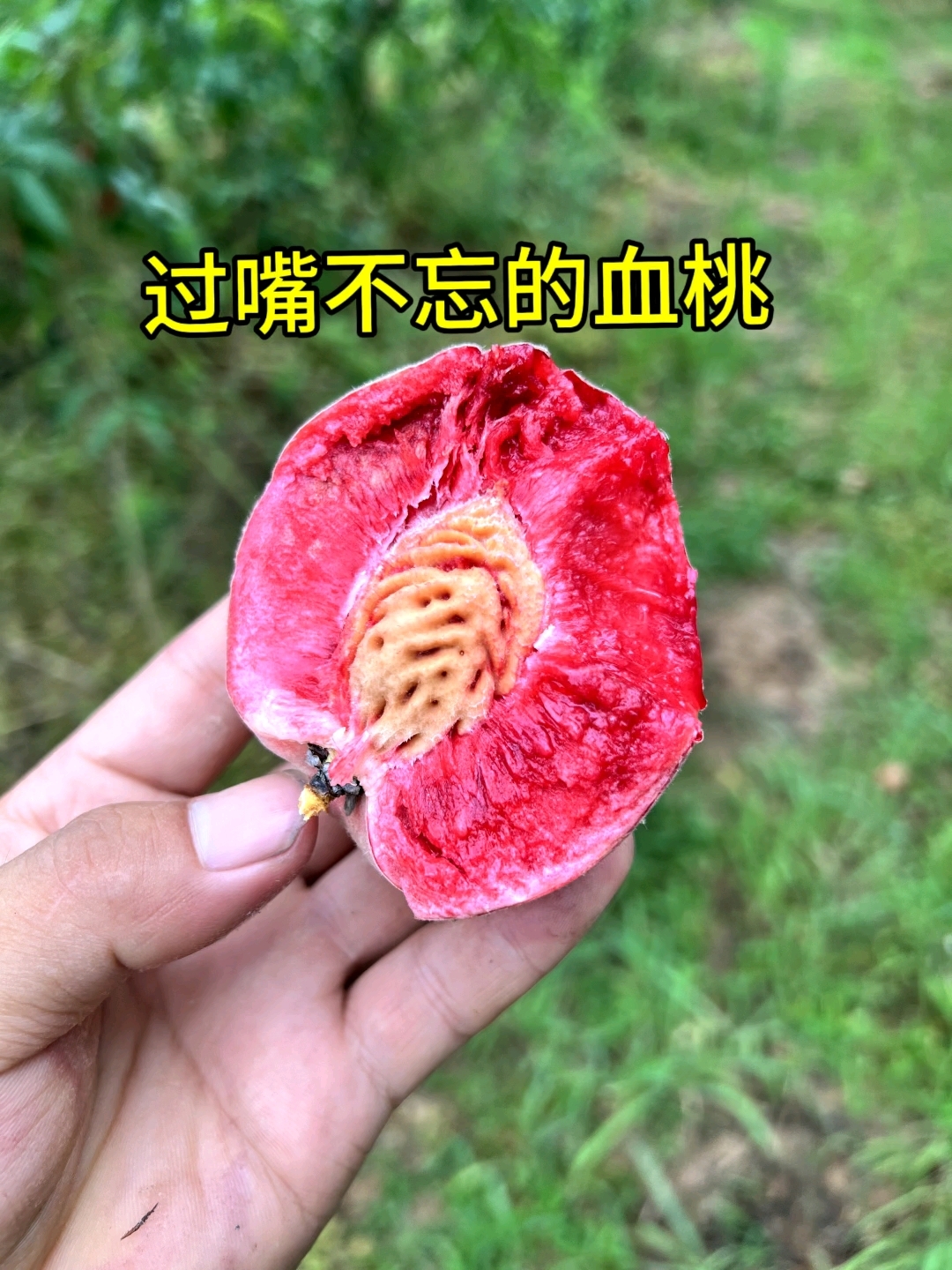 偏偏喜欢你,过嘴不忘的老品种猪血桃,成熟时间昙花一现