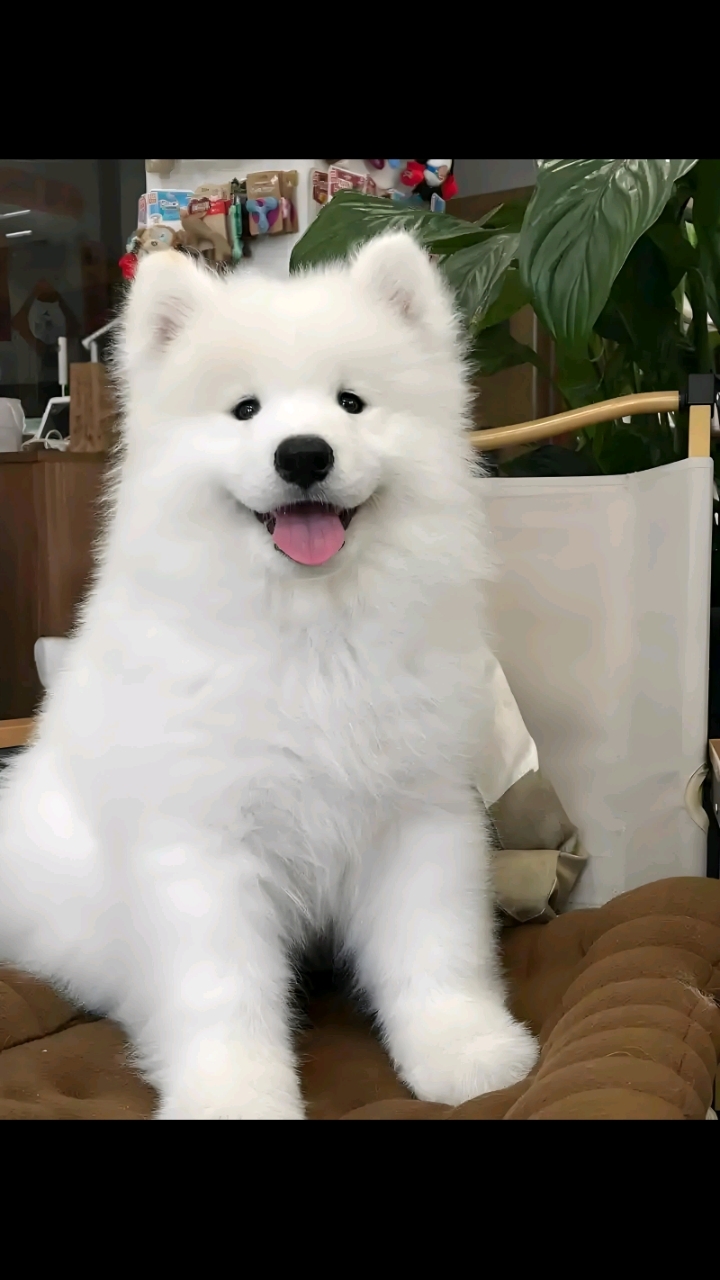可爱狗狗