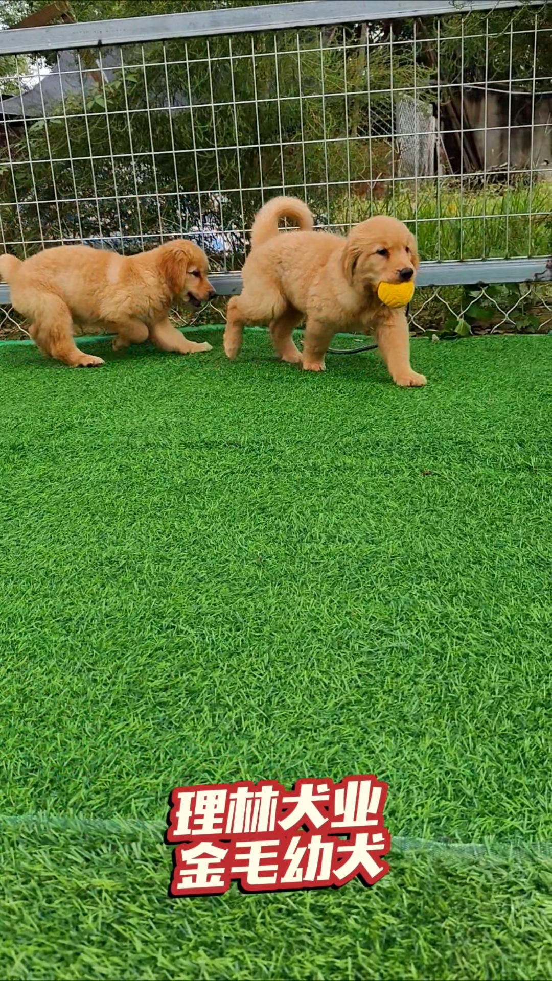 纯种金毛幼犬,理林犬舍,专业繁殖基地