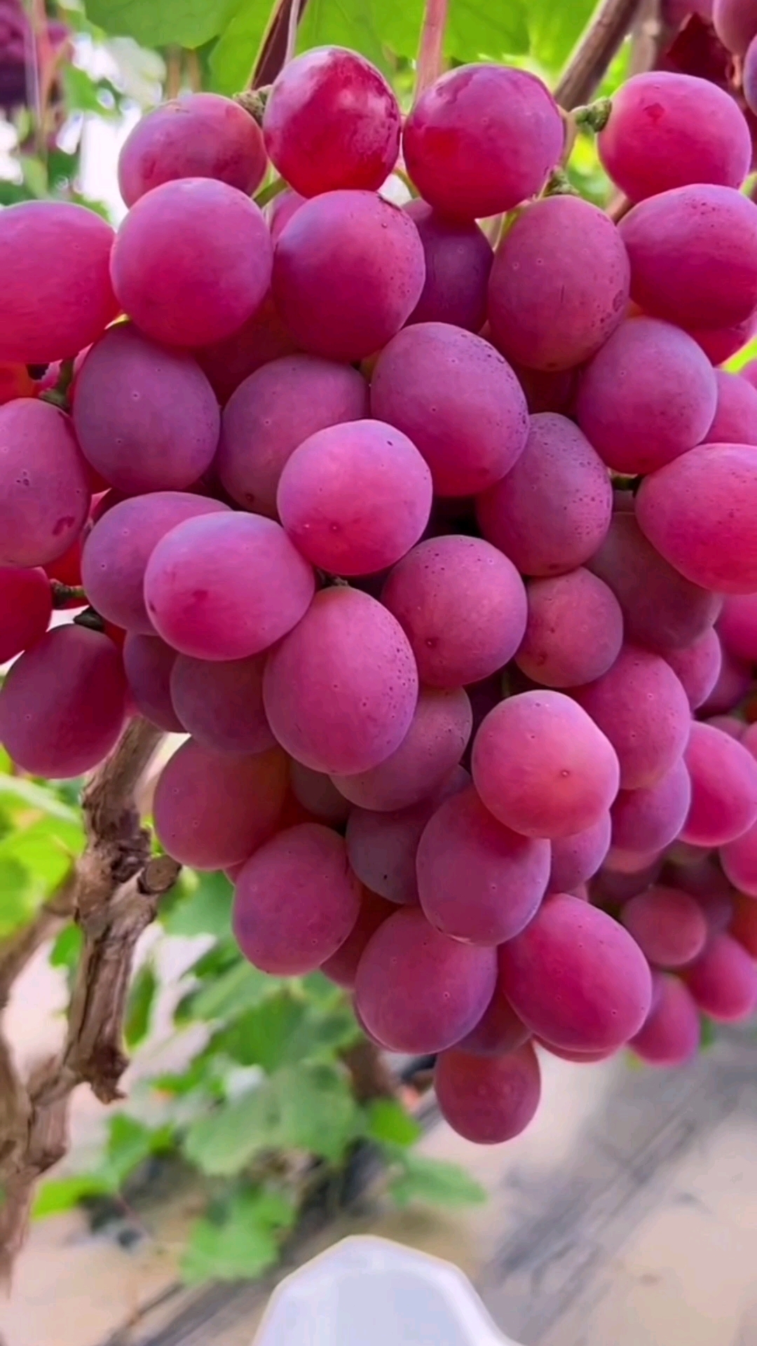 大果串红提葡萄苗