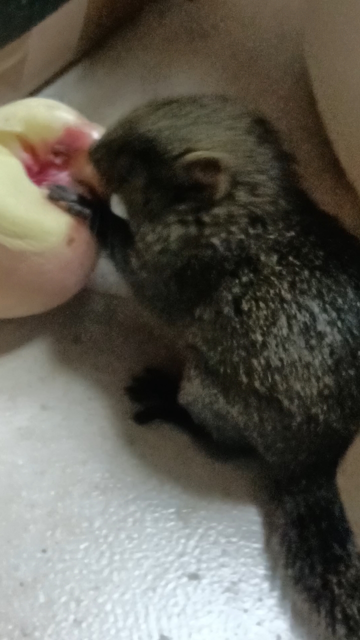 刚买的松鼠幼崽,30几天了,没有经验喂,除了奶水果能吃吗各位