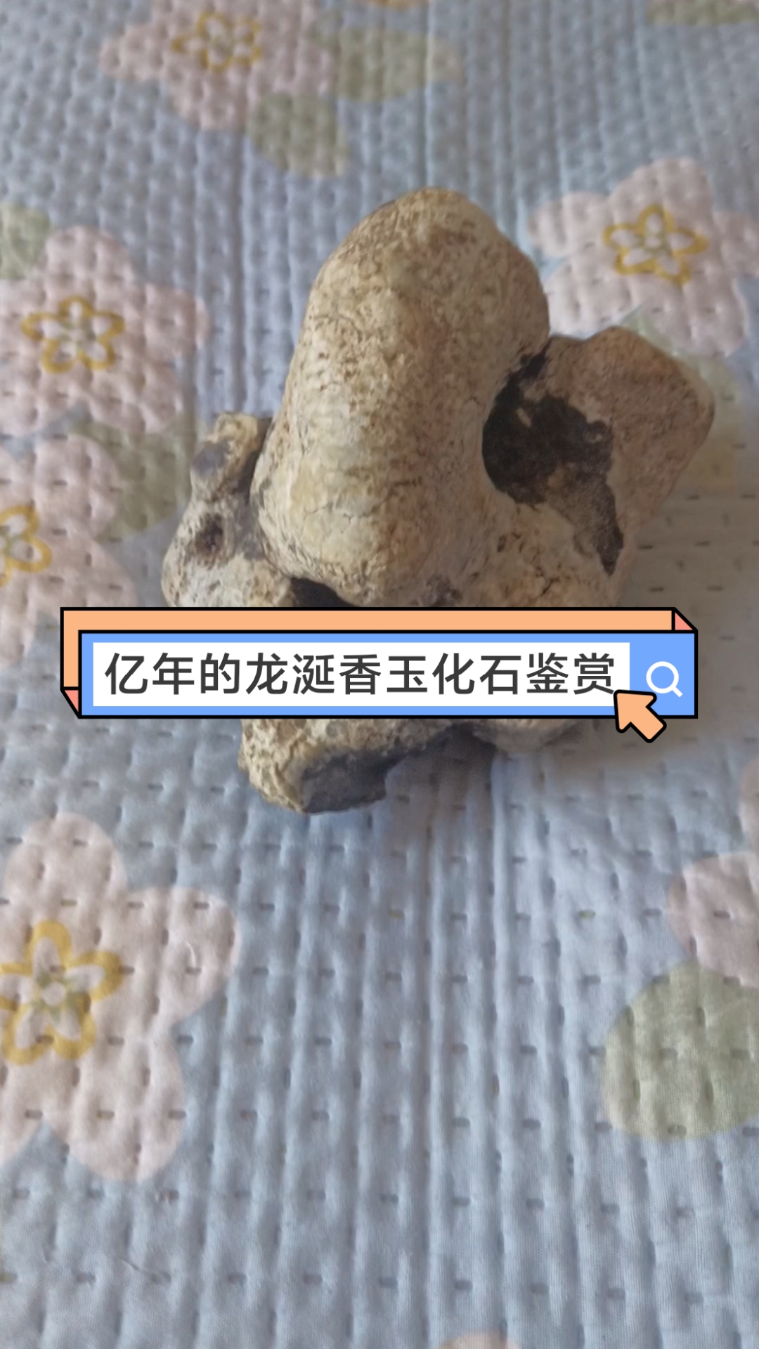 龙涎香化石特征图片图片