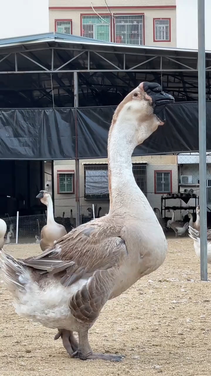 特大种狮头鹅,世界最大的鹅