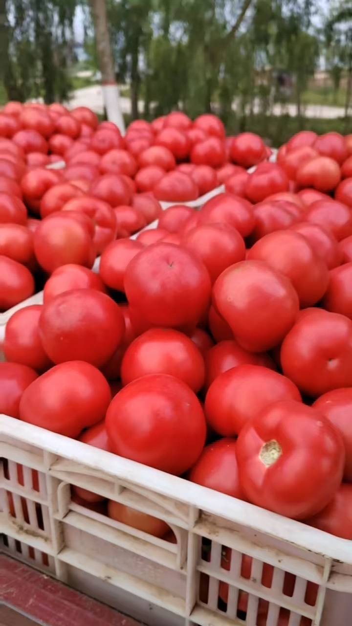 山东硬粉西红柿产地直销,晚茬硬粉番茄大量上市中