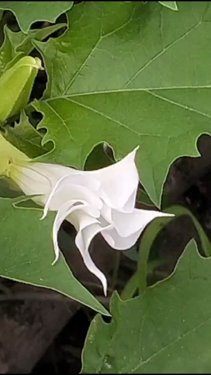 曼陀罗花,全身带毒.是三国时期华佗发明的麻沸散的主要成份