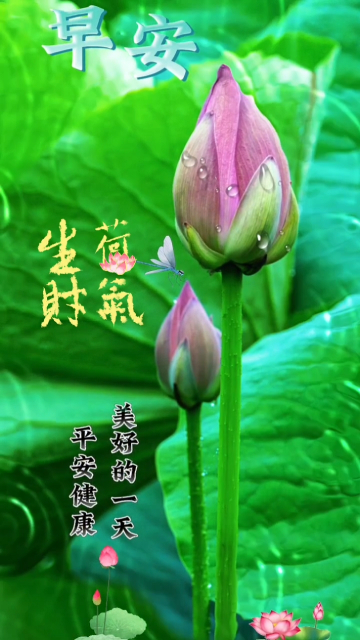早安#菏荷花盛开,财气满盈,好运连连!