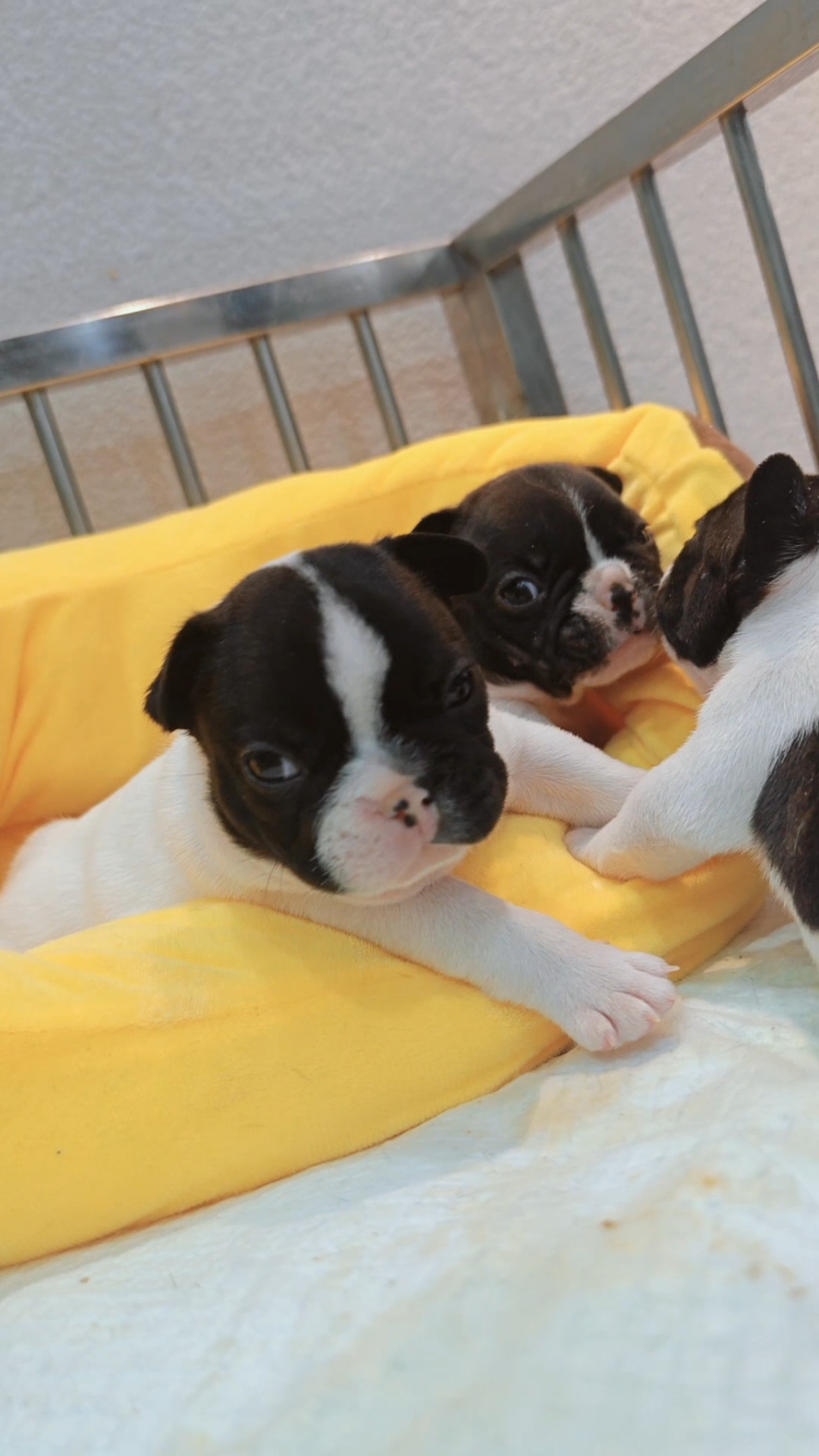 黑白花法国斗牛犬