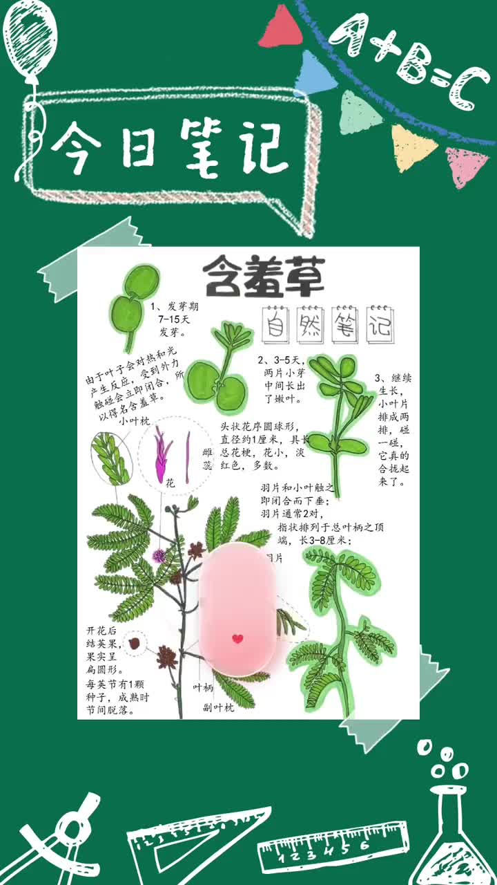 含羞草自然笔记